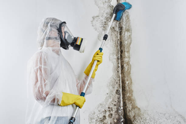 Best Attic Mold Removal  in Avalon, CA