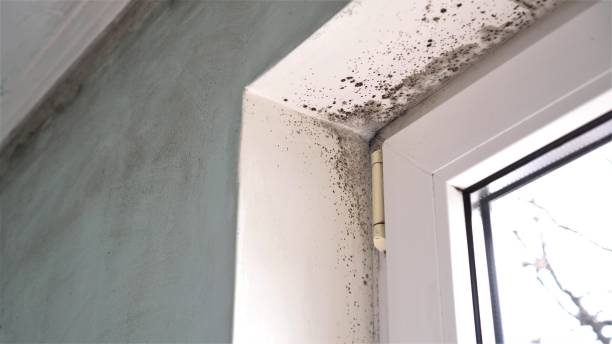 Best Certified Mold Removal  in Avalon, CA
