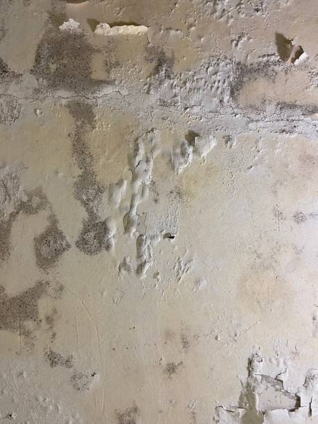 Best Residential Mold Removal  in Avalon, CA