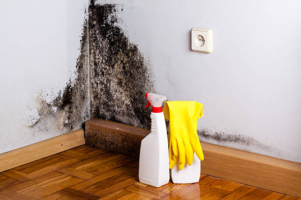 Best Crawl Space Mold Removal  in Avalon, CA